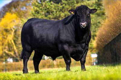 1 black angus koe in de weide